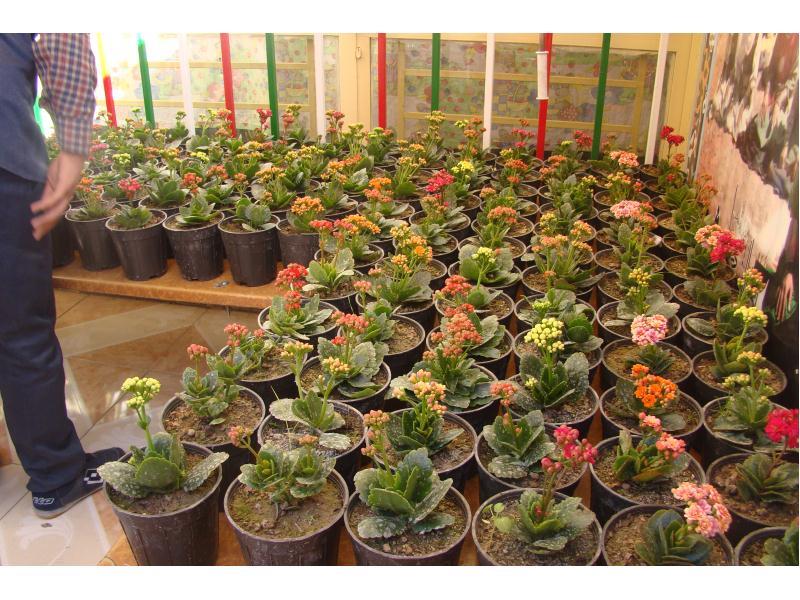 روز درختکاری